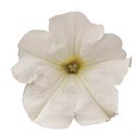 Bild von Petunia P9 White